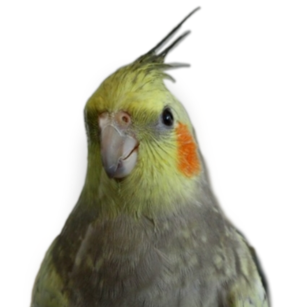 cockatiel-boy