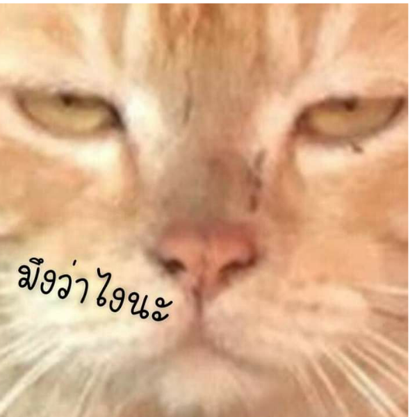 •--|ต้าวแมว|--•