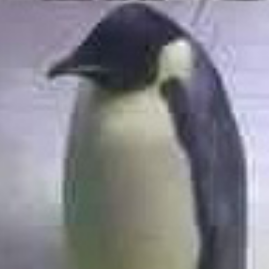penguin
