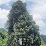 Cactonhatvietnam