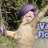 BouncyKitten