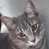 lentil