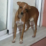 Bruno El pro