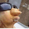 FuzzyTurtle