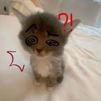 Justineeshydogrr
