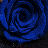 Rose Biru