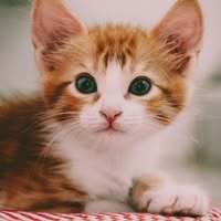 TinyFox