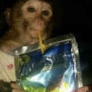 Monke Fam