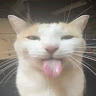 DizzyKitten