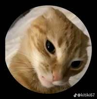 BreezyLion