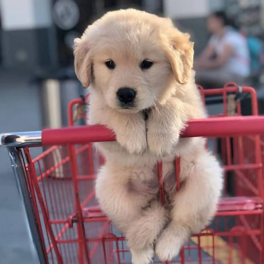 TheGamer1200 *roblox y más* :D