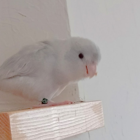 エクスタシ一まゆみ