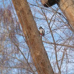 Боградион Алексеев