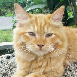 bagus kintilwww.terabox.com/wa