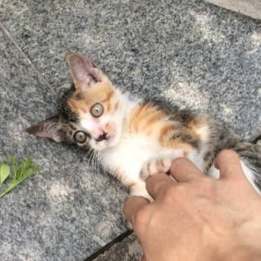 斌頭叔叔@DimsumCartStudio