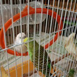 लोकेश आढाव