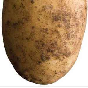 Potato_205