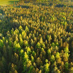 Данил Романоаич