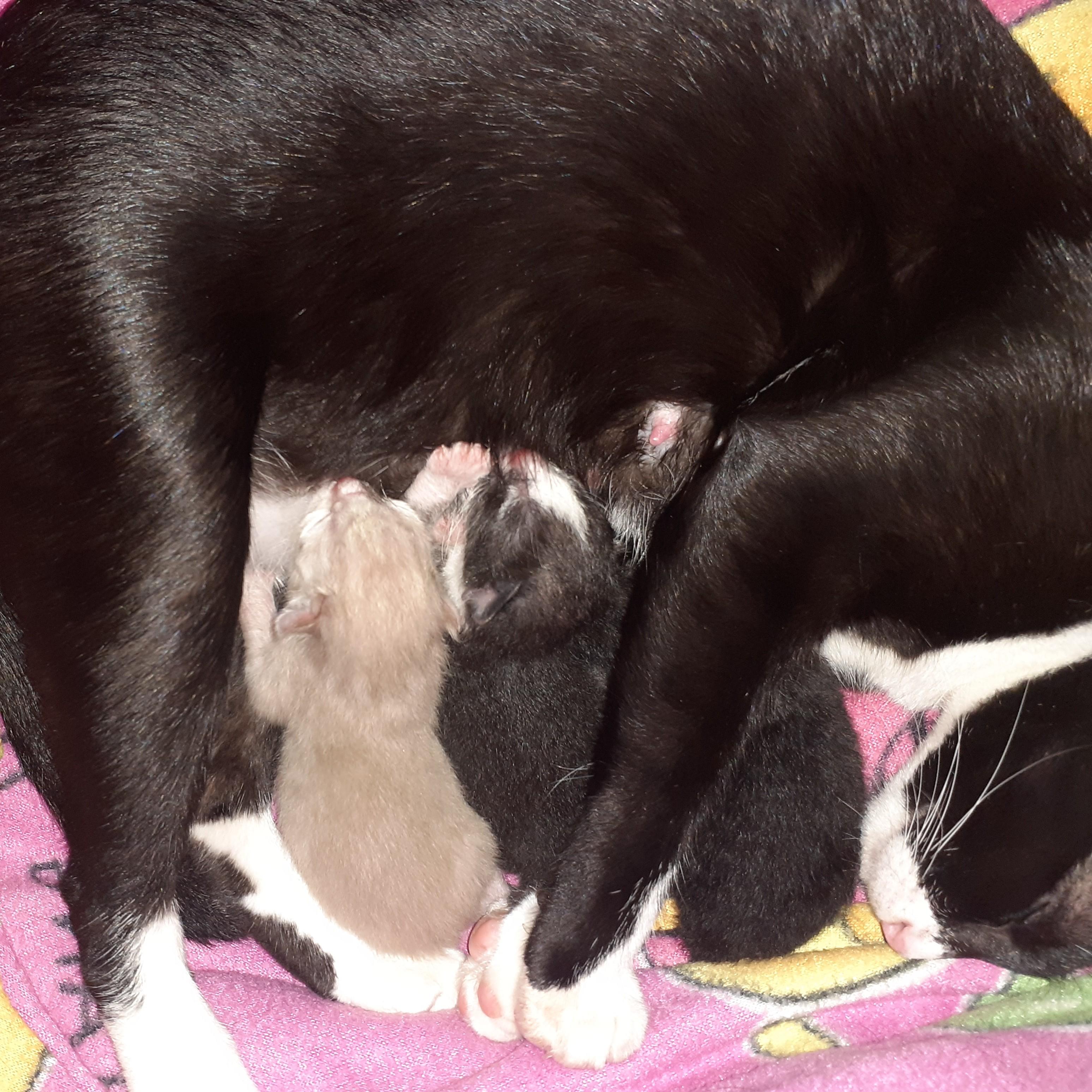 ป๋าแบ้งค์ อาปาเช่