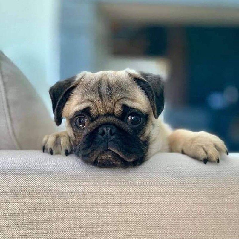 พีรวิชญ์