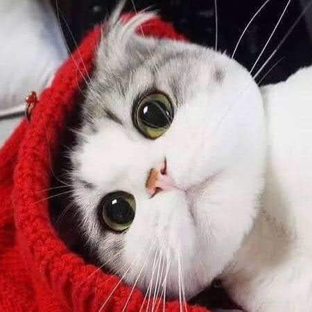 Kha Đức (Tiktok @khaduccc)