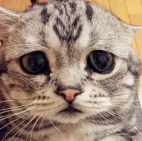 EM×ฮุคิกุนิคะ