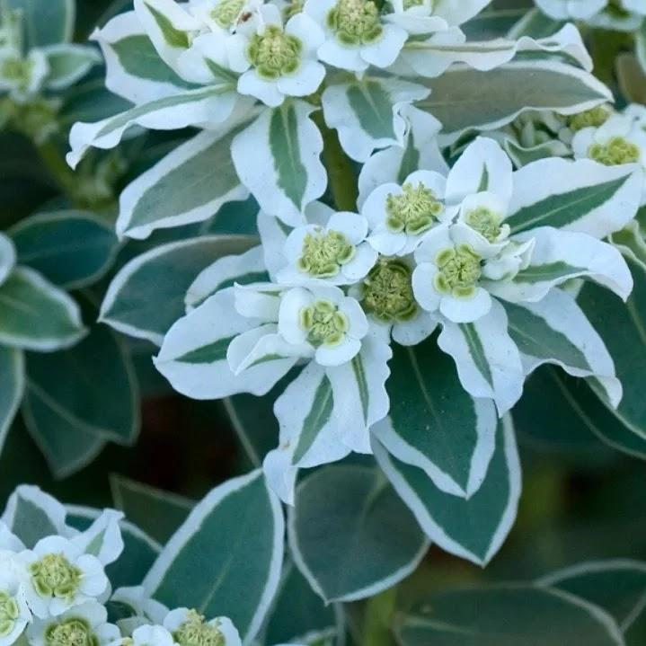 اسامه الصاعدي