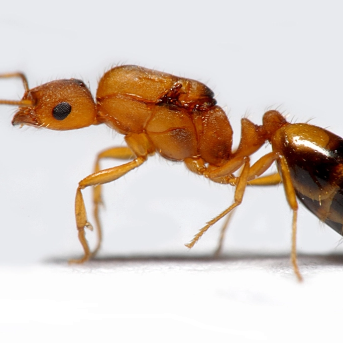 Monomorium pharaonis