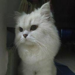 Veewolf Laiwatthanaphaisarn