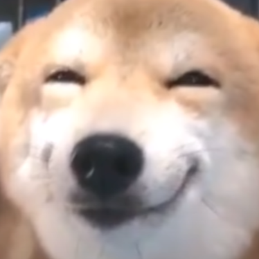 Smiling Doggo