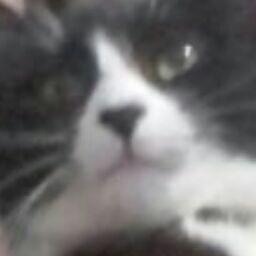 gato