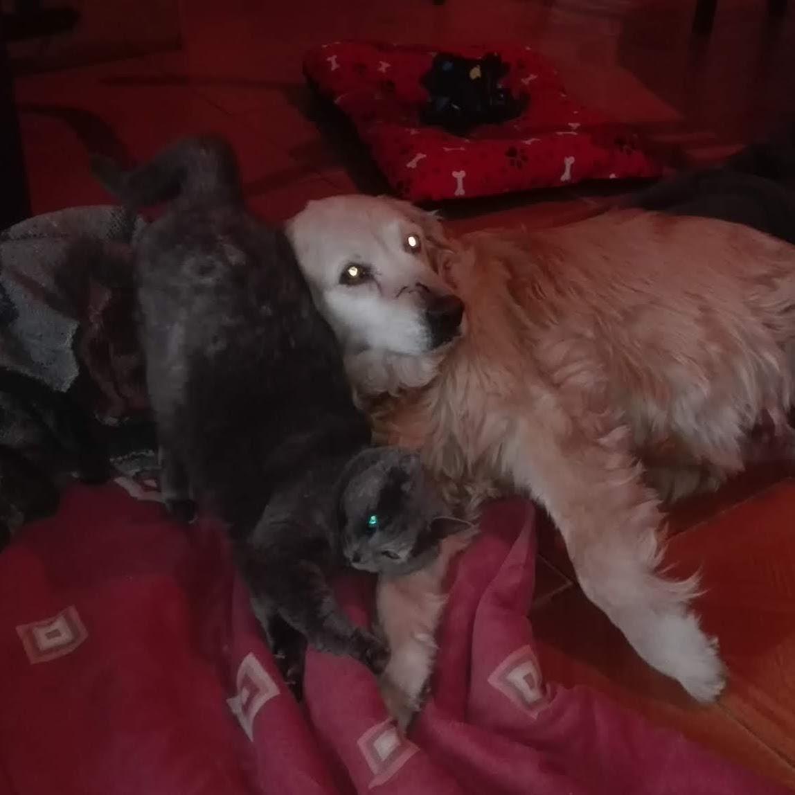 Ajenadro Marco colecchio