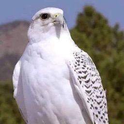 Travis W. Connett-PsychoPimp