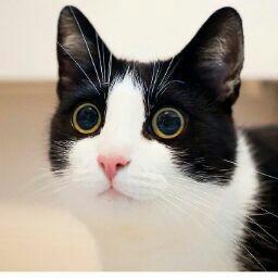 Vallery Rose Rosario