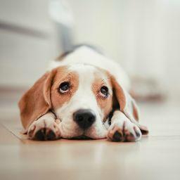 ตรีวิชญ์ ทิพย์รองพล