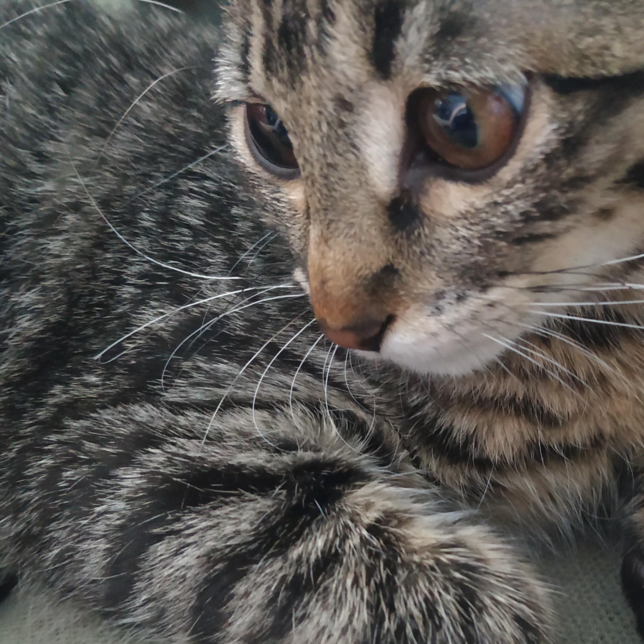 миша-миха догадаева