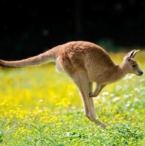 Awesome Kangaroo