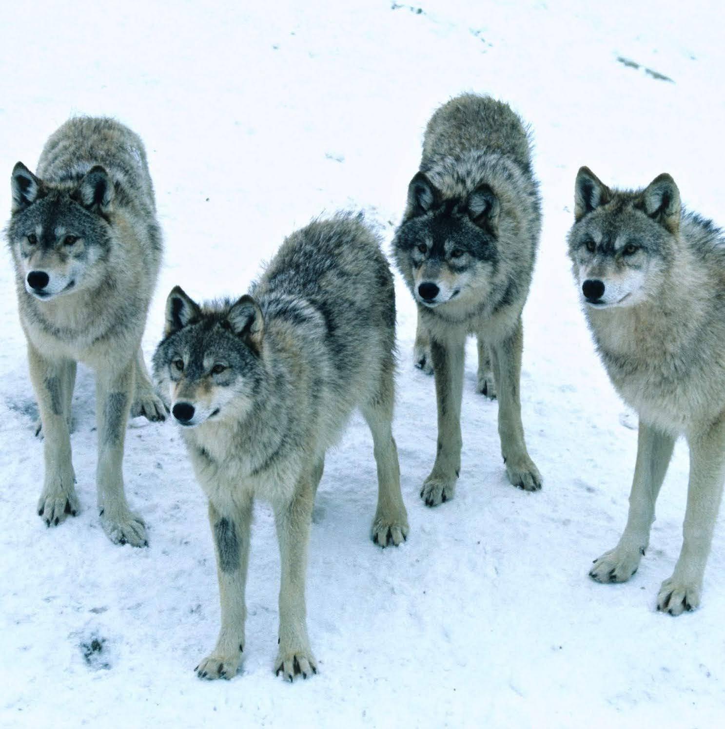 gangofwolfs