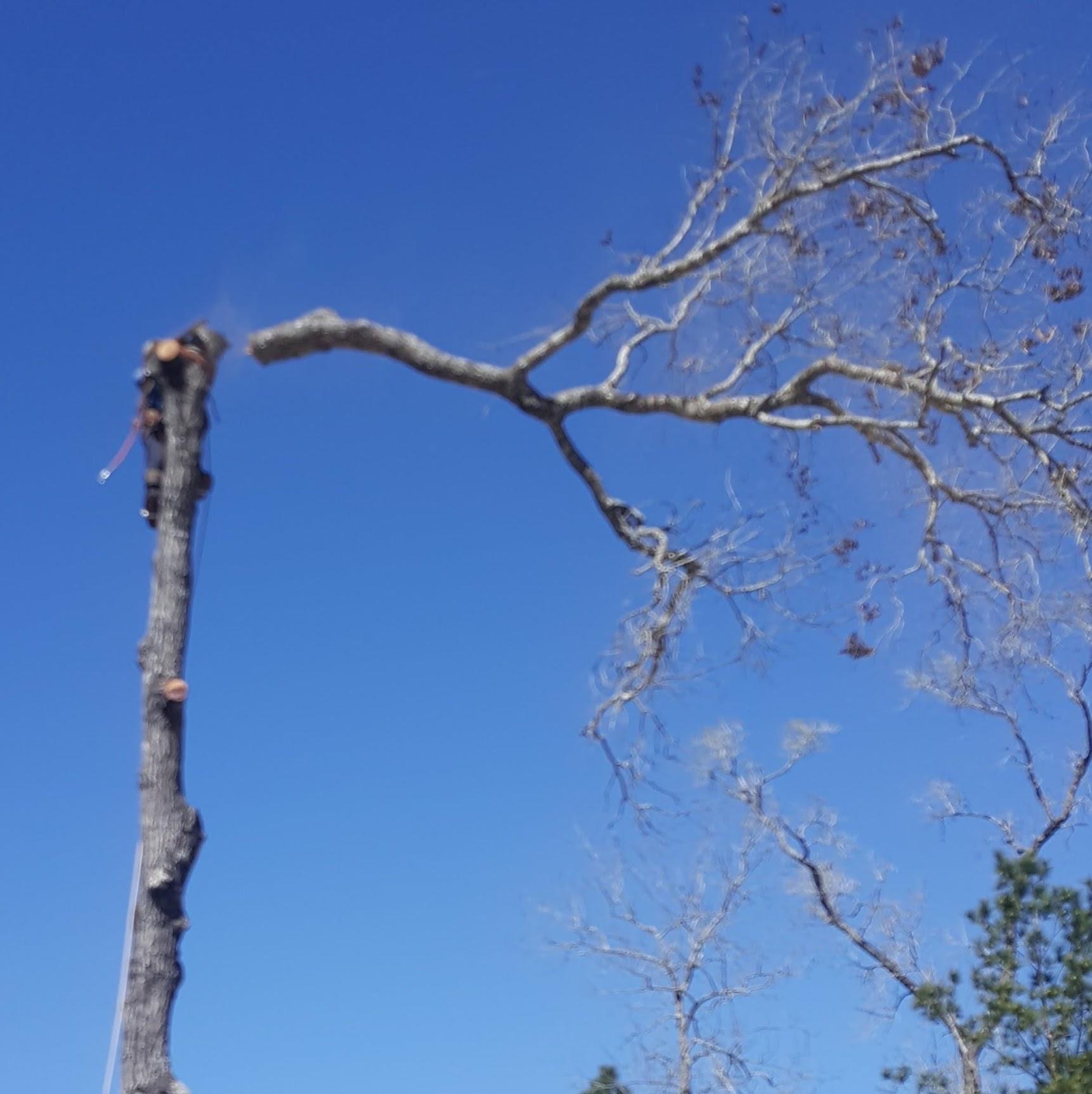 Tree Service