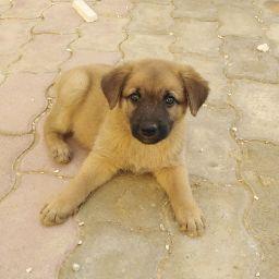 سمير ولدعمار