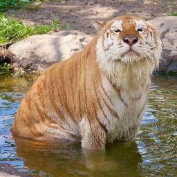 Tuấn Kiệt Nguyễn