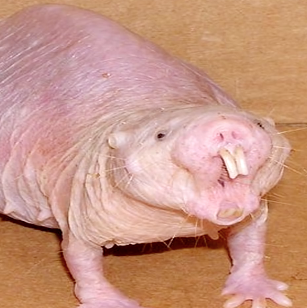 ๛Jacobo Pereiraツツ