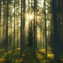 からしパプリカ