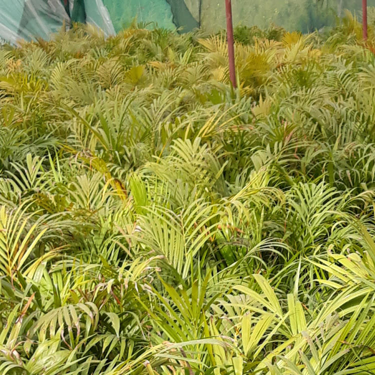 Milan nursemilan.nursryry furq