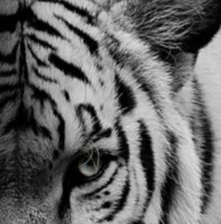 سميلودون سميلودون