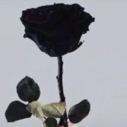 ليالي الفرح