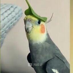 مدار الکتریکی