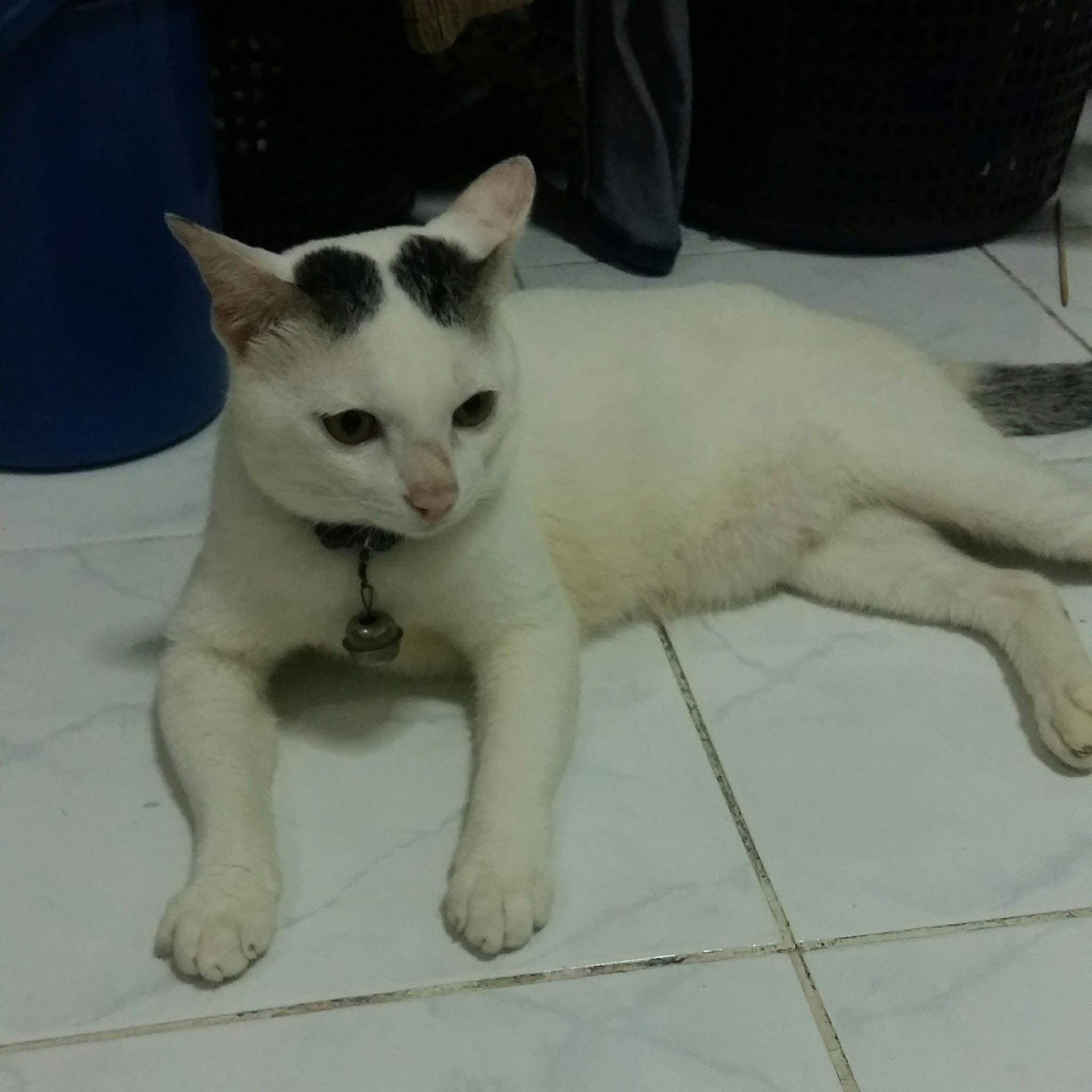 มารวย โป๊ะมะดัน