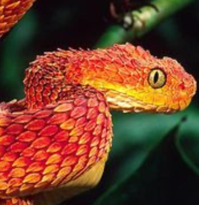 Viper King