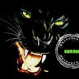 Тимур Саидов